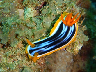 Chromodoris_magnifica, a sea slug with a black and white striped back and yellow border.